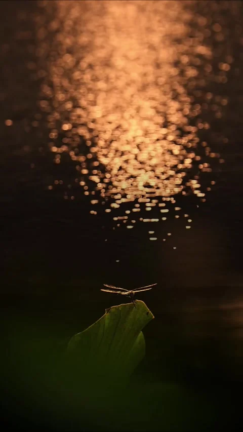Dragonfly Perched on Leaf with Golden Sun Reflection on Water Surface Stockbeeldmateriaal 329731866
