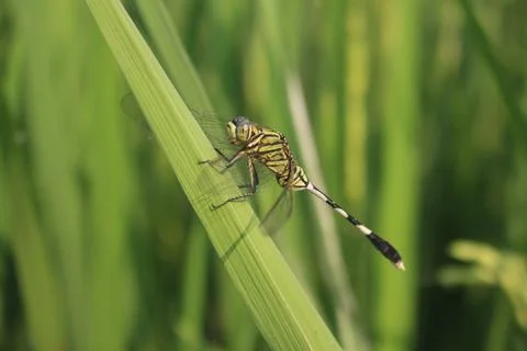 Dragonfly Perched On A Leaf of paddy Foto stock