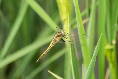 Dragonfly perched on a leaf Stock Photos
