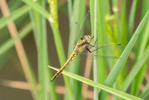 Dragonfly perched on a leaf Stock Photos