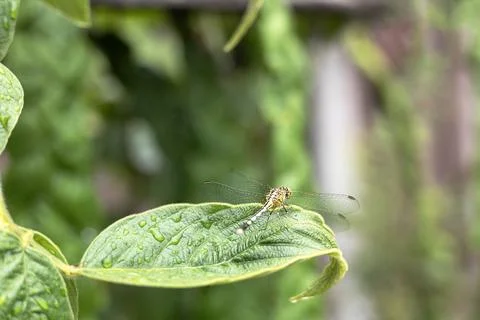 Dragonfly Perched On A Leaf Stock Photos