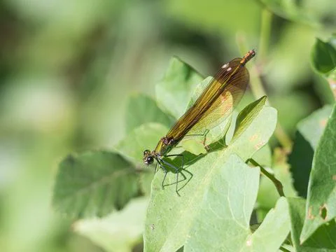 Dragonfly Perched on Leaf in Sunlight Close Up Foto stock