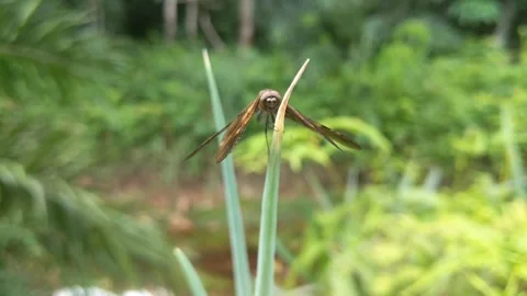 A dragonfly perched on a leek Stock Footage 240100647