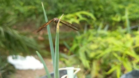 A dragonfly perched on a leek Stock Footage 240100729