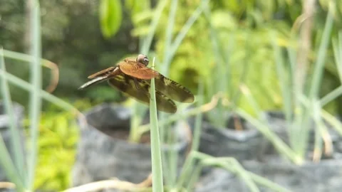 A dragonfly perched on a leek Stock Footage 240100736