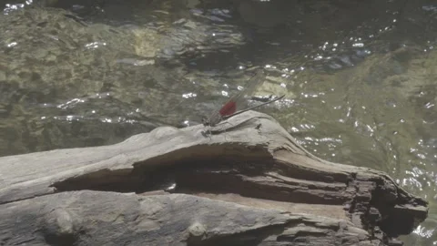 Dragonfly Perched on Log by Stream Stock-Footage 343565349