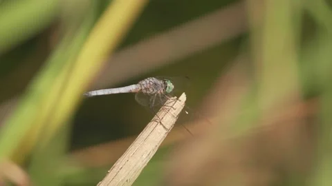 Dragonfly perched on the lookout for prey Stock Footage 139427488