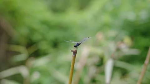 Dragonfly Perched Motionless on Dry Twig in Lush Nature Stock Footage 347264201