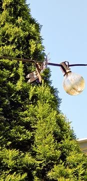 Dragonfly Perched on Outdoor String Light Against Evergreen Tree and Blue S.. Stock Photos