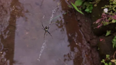 A dragonfly perched on a parabola 動画素材 229639038