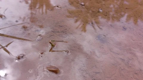 A dragonfly perched on a parabola Stock Footage 229639228