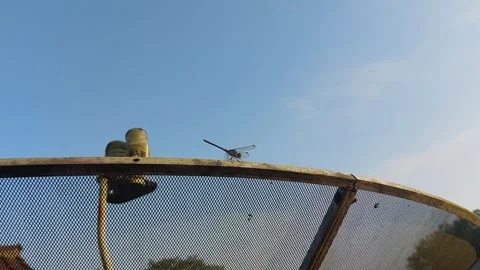 A dragonfly perched on a parabola 動画素材 242123877