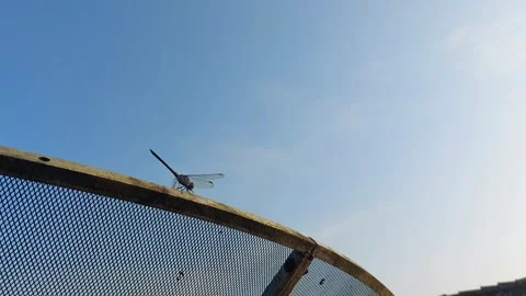A dragonfly perched on a parabola 動画素材 242123879