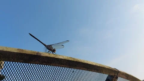 A dragonfly perched on a parabola 動画素材 242123885