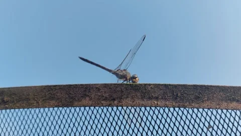 A dragonfly perched on a parabola 動画素材 242123899