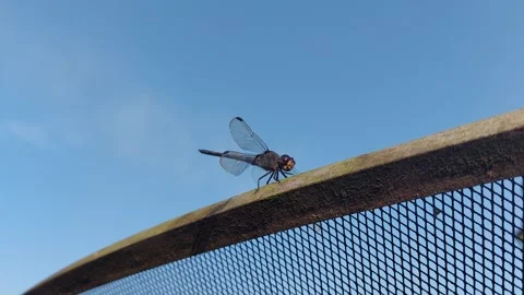 A dragonfly perched on a parabola Stock Footage 242123916