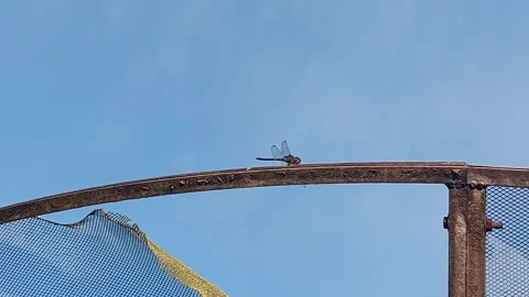 A dragonfly perched on a parabola Stock Footage 242124112