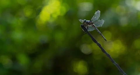 Dragonfly - Perched Stock-Fotos