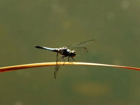 A dragonfly perched Stock Photos