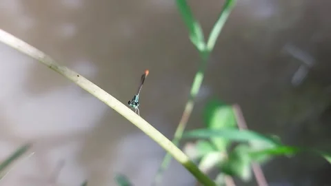 A dragonfly perched on a plant in the rice fields Stock Footage 242649854