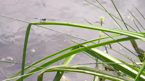 A Dragonfly Perched on a Reed Against Dappled Water. Stock Footage 307587241