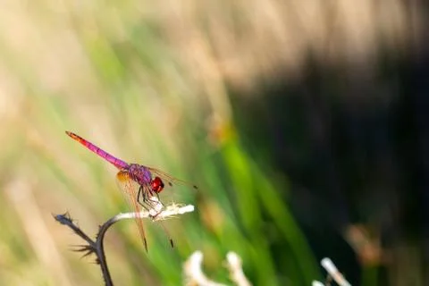 Dragonfly perched on a reed Stock Photos