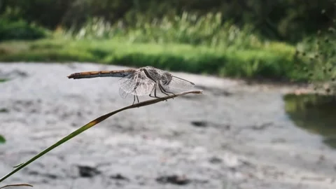 Dragonfly Perched by the River Video stock 303757498