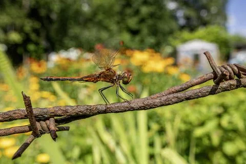 Dragonfly Perched on Rusty Barbed Wire in a Vibrant Garden Stock Photos