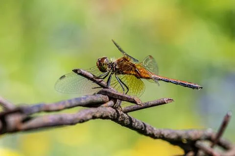 Dragonfly Perched on Rusty Barbed Wire Stock Photos