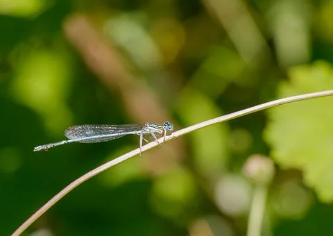Dragonfly perched on a slender stem in a lush green garden setting during d.. Stock Photos