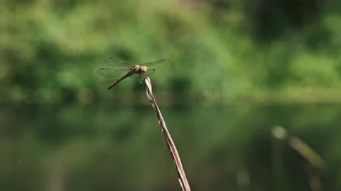 Dragonfly Perched on Stalk Stock Footage 284964894