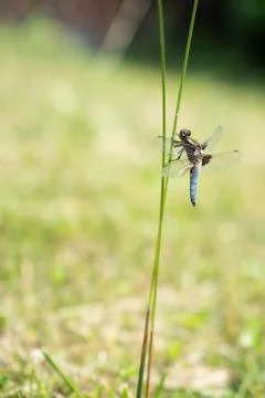 Dragonfly perched on a stem 写真素材