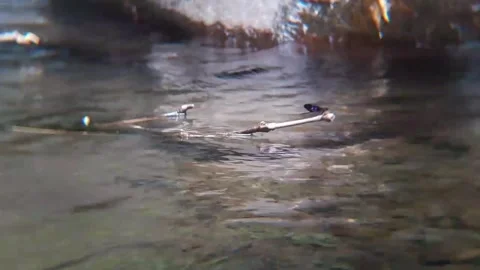 Dragonfly Perched on Stick Floating in Clear Stream Water 4K Видео 343079322