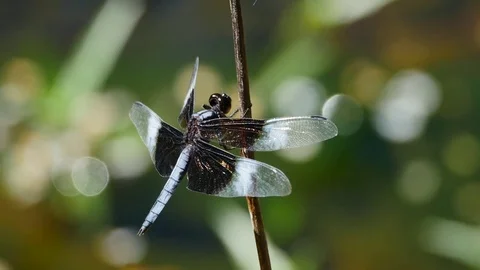 Dragonfly Perched on Stick 動画素材 78195865