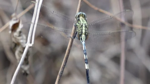Dragonfly Perched on Stick Stock Footage 311720925
