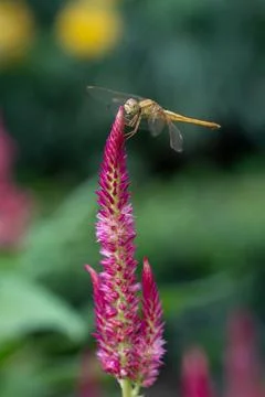 Dragonfly perched on the tip of a cockscomb flower. Stock Photos