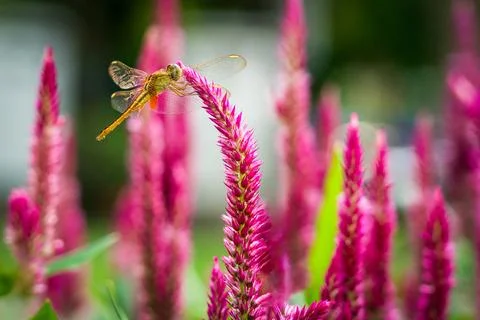 Dragonfly perched on the tip of a cockscomb flower. Fotos Stock