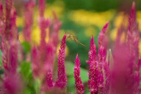 Dragonfly perched on the tip of a cockscomb flower. Stock-Fotos