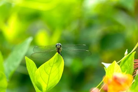 Dragonfly perched on the tip of a leaf. Macro photo of dragonfly front view.. Stock Photos