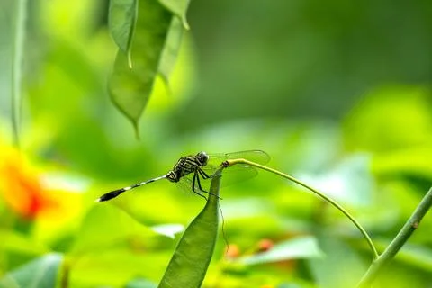 Dragonfly perched on the tip of a leaf, petai tree. Macro photo of dragonfl.. Stock Photos