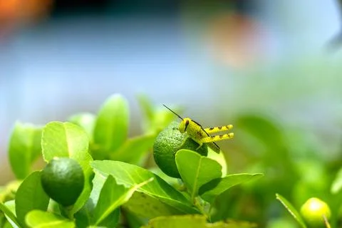 Dragonfly perched on the tip of a leaf, petai tree. Macro photo of dragonfl.. Stock Photos