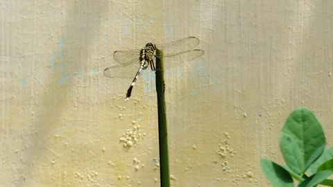 Dragonfly perched on the tip of a tree trunk Stock Footage 273820659