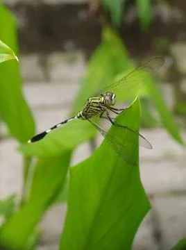Dragonfly perched on top of the leaf Stock Photos