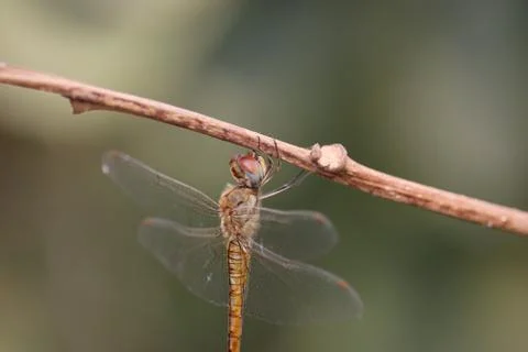 Dragonfly perched on a tree branch without leaves Stock Photos