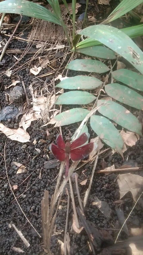 Dragonfly perched on tree Stock Footage 219238122
