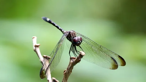 Dragonfly perched on twig. Vidéo 204929939