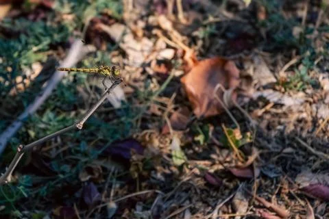 Dragonfly perched on a twig Foto stock