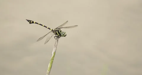 Dragonfly perched on a twig while the wind blows. Stock Footage 274726304