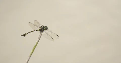 Dragonfly perched on a twig while the wind blows. Stock Footage 276560471