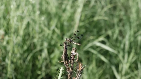 Dragonfly perched on a twig on the windy prairie. Stock Footage 90371995